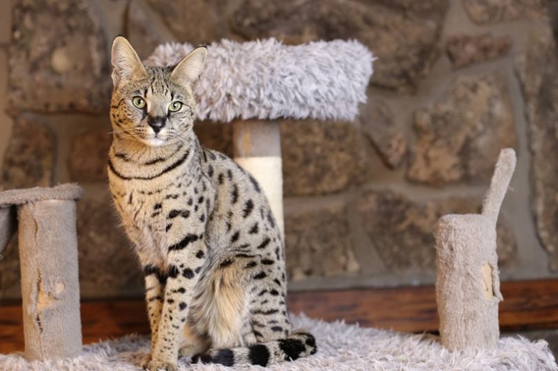 How to Keep F7 Savannah Cat Entertained, Fun and Easy Ideas for Owners